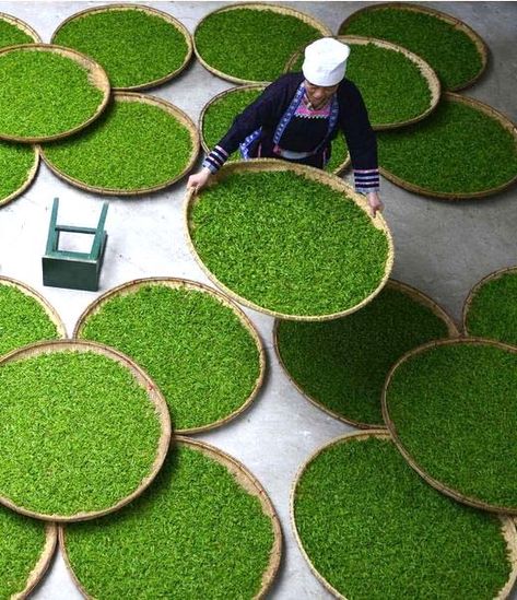 Exercice de Style — Ethnic dong woman in a tea factory Guizhou - China Tea Processing, Guizhou China, Tea Factory, Art Of Tea, Camellia Sinensis, Tea Culture, Japanese Tea Ceremony, Tea Leaf, Tea Garden