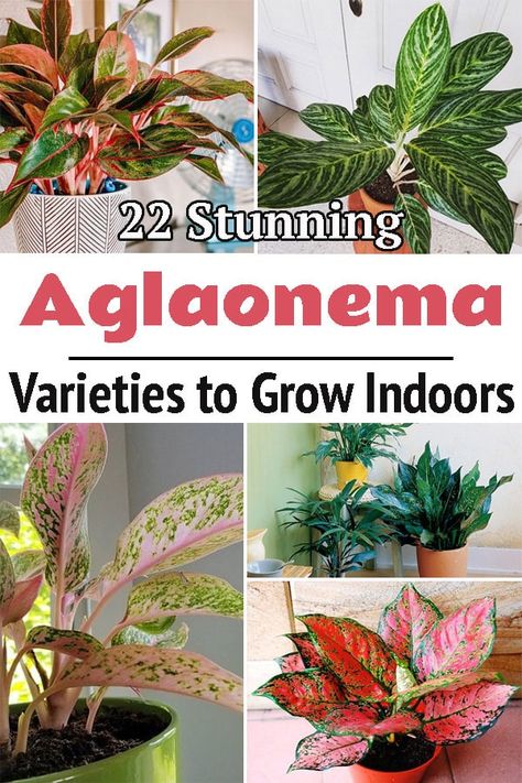 Brighten up your home by growing one of the most colorful houseplants! Pick your favorite from these Best Aglaonema Varieties! Colorful Houseplants, Potted Plants For Shade, Aglaonema Varieties, Chinese Evergreen Plant, Air Cleaning Plants, Alocasia Plant, Chinese Evergreen, Inside Plants, Smart Garden