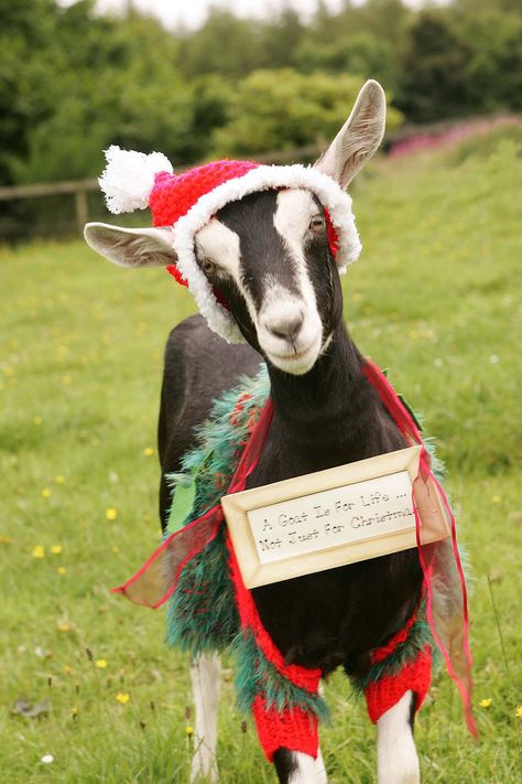 A Christmas* Goat thread (*Also available at other times of the year) « Singletrack Forum Christmas Goat, Yule Goat, Pygmy Goat, Cute Goats, Christmas Farm, A Goat, Baby Goats, Noel Christmas, Sweet Animals