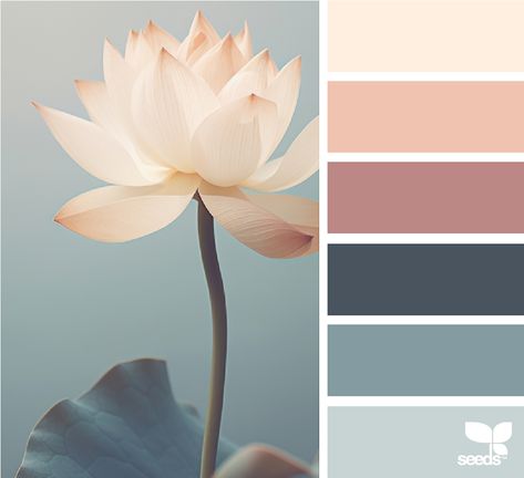 Design Seeds: Color Lotus Lotus Colour Palette, Inspiration Color Palettes, Office Revamp, Flower Palette, Lotus Image, Colour Crush, Seeds Color, Coloring Journal, Color Pallete