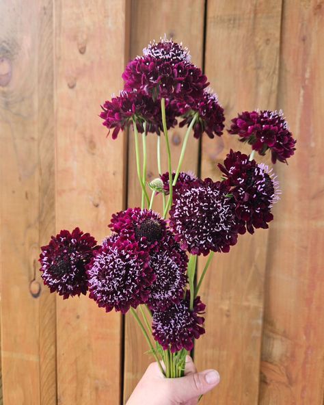 Black Knight Scabiosa These beauties are pumping out the blooms this week! #scabiosa #blackknightscabiosa #flowerfarming #flowerfarm ##cutflowers #oregoncutflowerfarm #florals #purple #burgundy #darkflowers #wholesaleflowers #newberg #navettafarmandfloral #pnw #pnwcutflowergrowers Scabiosa Flower, Newberg Oregon, Cut Flower Farm, Purple Burgundy, Dark Flowers, Black Knight, Blackest Knight, Wholesale Flowers, Flower Farm