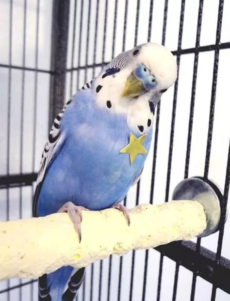 White Parakeet, Cute Budgies, Australian Parrots, Budgies Bird, Budgie Parakeet, Funny Parrots, Funny Birds, Parakeets, Pet Bird