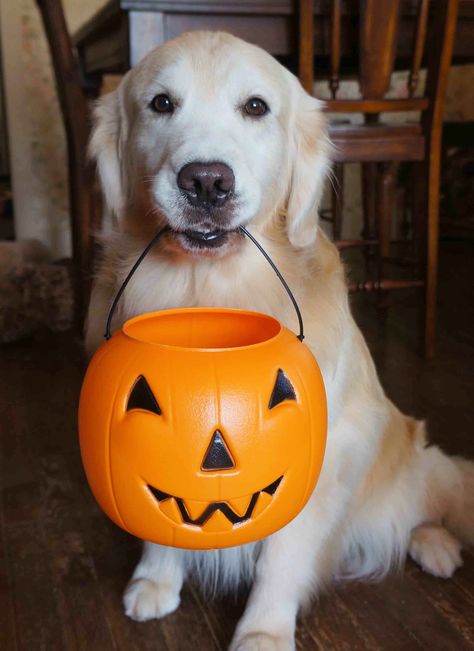 Jack is waiting for Halloween.  He wants to fill his pumpkin with lots of his favorite treats. Dog Funnies, Pet Halloween Costumes, Fall Dog, Expressive Language, Retriever Puppies, Pure Happiness, Adorable Dogs, Dog Rules, Pet Holiday