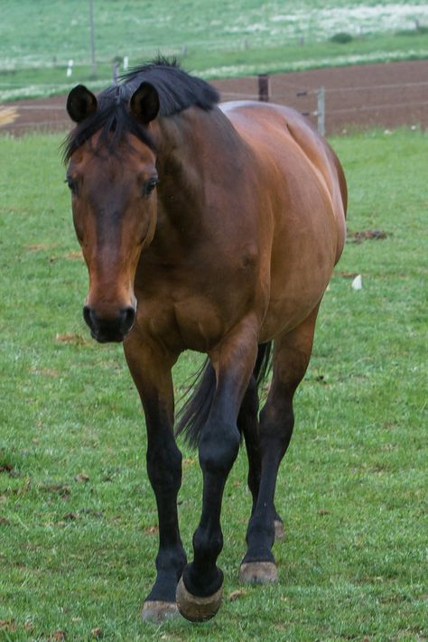 Someday!!! :) Horse Perspective, Pose Perspective, Horse Walking, Games Outside, Book Spread, Cloudy Bay, Dutch Warmblood, Front Walk, Walking Horse