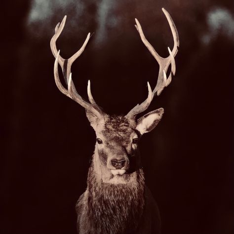 Stag Aesthetic, Elk Logo, Door Aesthetic, Throne Of Glass Series, Most Beautiful Animals, Magic Aesthetic, Forest Creatures, Black Wolf, Throne Of Glass