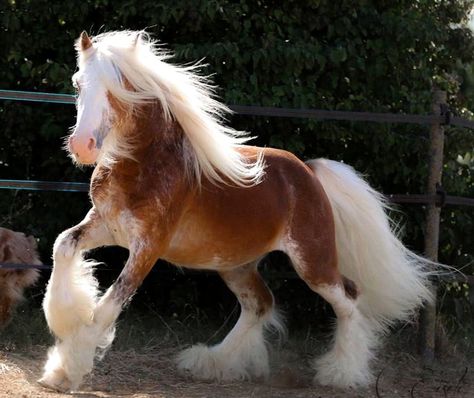 Horse Poses, Bay Stallion, Miniature Ponies, Friesian Stallion, Horse Markings, Horse Reference, Silver Bay, Palomino Horse, Big Horses