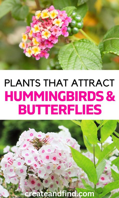 Plants that attract hummingbirds and butterflies. Plants For Butterflies And Hummingbirds, Bushes That Attract Butterflies, Plants Butterflies Like, Butterfly Gardens Perennials, Butterfly Attracting Plants, Butterfly Plants In Pots, Hummingbird Potted Plants, Morning Sun Flower Bed Ideas, Butterfly Container Garden