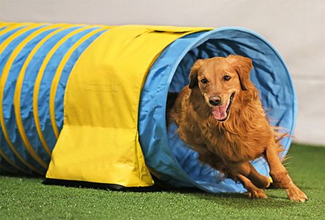 PVC dog agility tunnels can provide a lot of fun for your dog. The dog agility tunnel is long enough to be shaped into different curves, creating a variety of challenges for your dog. #DogAgilityTunnel Indoor Dog Park, Agility Training For Dogs, Indoor Dog, Dog Agility, Side Bags, Dog Park, Dog Names, Pet Owners, Best Dogs