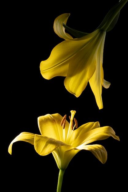 Sebastian Vael, Yellow Daylily, Yellow Flowers Wallpaper, Yellow Lily Flower, Yellow Flower Wallpaper, Yellow Lilies, Allover Design, Photo Beautiful, Beautiful Flowers Pictures