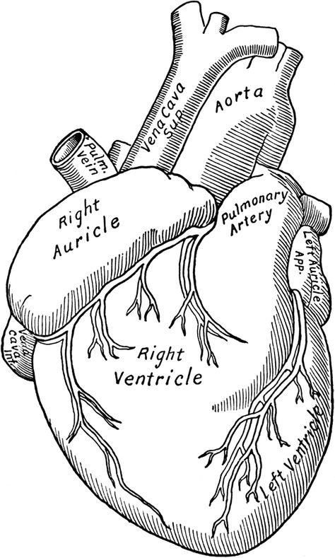 Front View of the Heart Anatomy Coloring, Medical Drawings, Anatomy Medical, Doctor Drawing, Studera Motivation, Drawing Anatomy, Heart Anatomy, Realistic Sketch, Medical Student Study