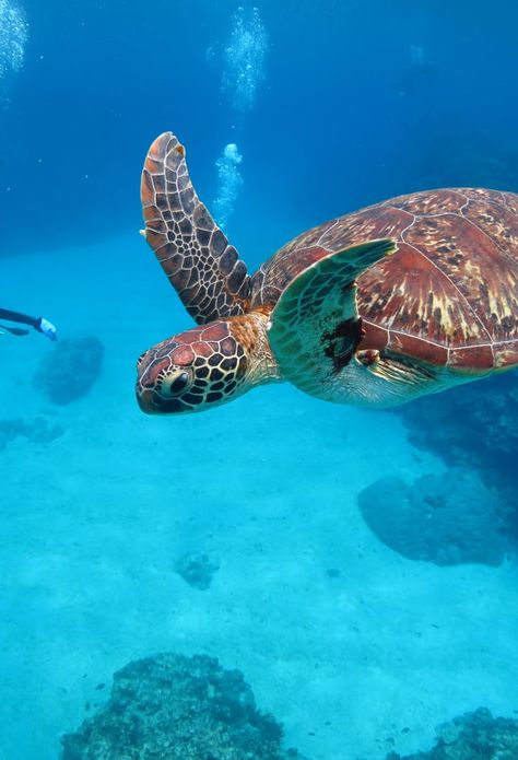 Kerama Islands, Okinawa Beach, Deer Running, Best Snorkeling, Travel Japan, Destinations Travel, Diving Equipment, Okinawa Japan, Whale Watching