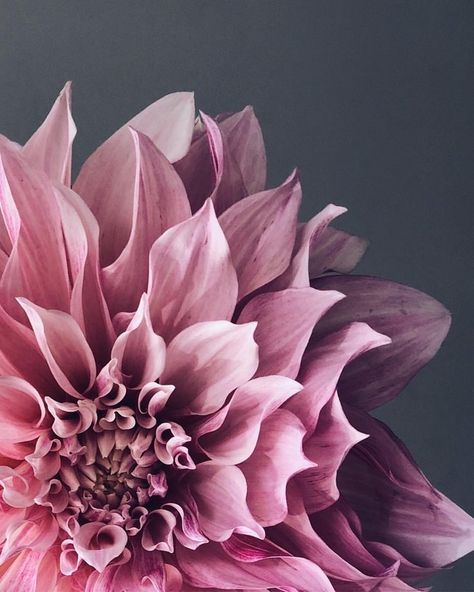 Pink Instagram, Flower Background Wallpaper, Painting Flowers, Flower Backgrounds, Flowers Photography, Floral Wallpaper, Belle Photo, Pretty Flowers, Floral Painting