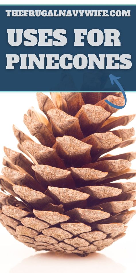 There are so many unique and creative uses for pinecones. From floral arrangements to craft projects, they can be utilized in a lot of ways. #usesfor #pinecones #frugalnavywife #crafts #decorations #frugalliving #frugaldiy | Frugal Living | Uses for Pinecones | Frugal DIY | Decorations | Crafting | Projects With Pinecones, Pinecone Uses, Giant Pine Cones Decorating Ideas, Craft With Pinecones, Uses For Pinecones, Pinecone Art For Kids, Diy Pine Cone Crafts, Crafts Using Pinecones, Large Pinecone Crafts Christmas