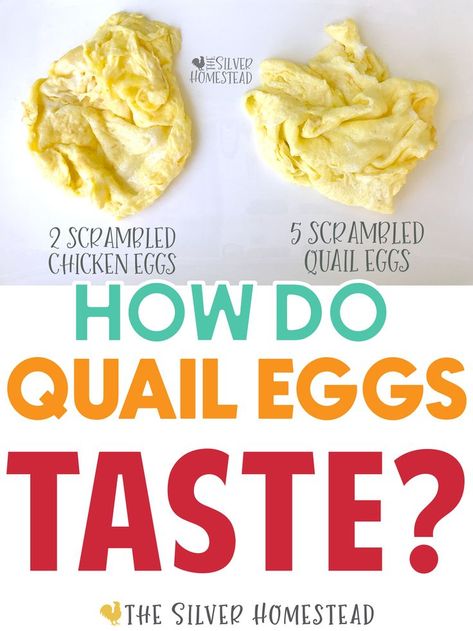 yellow scrambled quail eggs next to yellow scrambled chicken eggs that look similar with text that reads how do coturnix quail eggs taste Coturnix Quail, Quail Coop, Like Chicken, Honest Truth, Cracked Egg, Egg Storage, Quail Eggs, Chicken Eggs, Hard Boiled