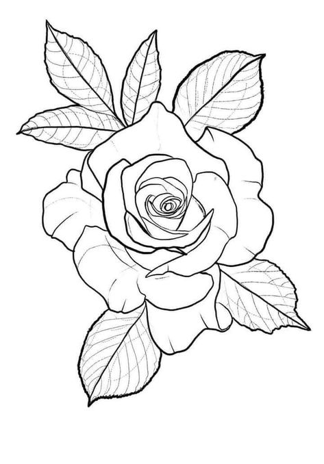 Rose Tattoo Drawing Design, Tudor Rose Drawing, Rosa Tattoo Designs, Rose Flower Drawing Design, Rose Flash Tattoo, Rose Tattoo Stencil Outline, Rose Stencil Tattoo, Out Line Drawing, Flower Rose Tattoo