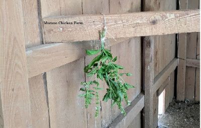 Cheap Chicken Coops, Urban Chicken Farming, Easy Chicken Coop, Chicken Poop, Portable Chicken Coop, Urban Chickens, Chicken Eating, Best Chicken Coop, Chicken Coop Designs