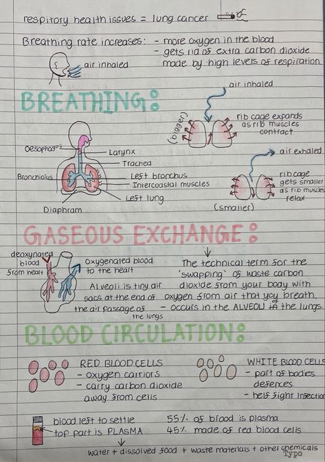 Explanation of breathing, gaseous exchange, blood circulation, blood cells, etc Respiration And Circulation Notes, Gcse Pe Notes, Blood Notes Anatomy, Gaseous Exchange Notes, Cpr Notes, Anatomy And Physiology Notes Study, Bio Notes, Nurse Study, Studera Motivation