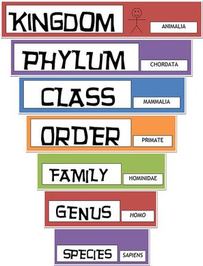 Classical Conversations Cycle 1, Classical Conversations Foundations, 7th Grade Science, 6th Grade Science, 5th Grade Science, Teaching Biology, Classical Education, Classical Conversations, Science Resources