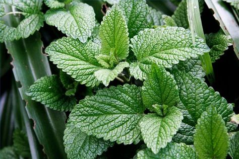 How to Make Mint Oil from fresh mint.     This could be a nice thing to give as a gift or just keep around the house. Lilin Aroma, India Nature, Pune Maharashtra, Dark Eye Circles, Mint Oil, Mint Plants, Earthworms, Healing Herbs, Courier Service