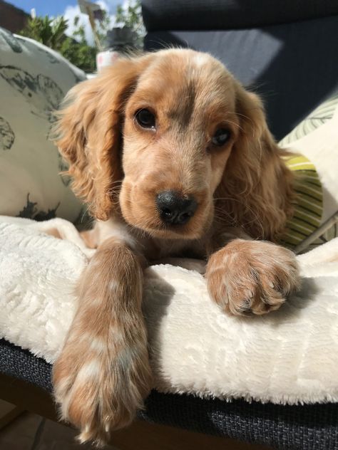 Gold Cocker Spaniel, Cocker Spaniel Aesthetic, Golden Cocker Retriever, Cocker Spaniel Anglais, Cocker Spaniel Puppy, Cocker Spaniel Puppies, English Cocker, Really Cute Dogs, Baby Animals Pictures