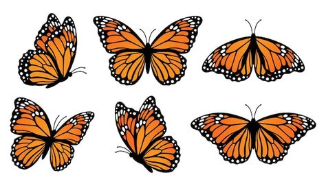 Conjunto de mariposas monarca. ilustraci... | Premium Vector #Freepik #vector #polilla #mariposa-vector #mariposas #mariposa-dibujo Monarch Butterflies Art, Monarch Butterfly Migration, Butterfly Images, Butterfly Illustration, Butterfly Pictures, Butterfly Drawing, Butterfly Watercolor, Free Vector Graphics, Monarch Butterfly