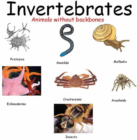 Learn English Vocabulary through Pictures: 100+ Animal Names 16 Invertebrates Animals, Animals Name With Picture, Animals Name In English, Dichotomous Key, Vertebrates And Invertebrates, Animal Lessons, Animal Life Cycles, Animal Body Parts, Creative Lesson Plans