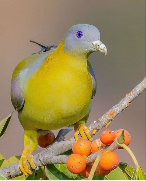 Turtle Facts, Green Pigeon, Pigeon Pose, Most Beautiful Birds, State Birds, Colorful Bird, Pet Bird, Bird Pictures, Colorful Birds