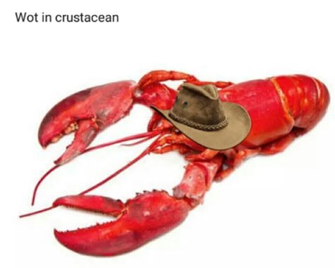 Cowboy Lobster. Not Funny, Really Funny Pictures, Funny Pins, Funny Me, Cowboy Hat, Memes Funny, Bones Funny, Reaction Pictures, Mood Pics