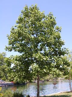 Poplar Tree Landscaping, Tulip Poplar Tree, Home In The Forest, Modern Planting, Liriodendron Tulipifera, Paved Driveway, Tulip Poplar, Growing Tulips, Trees For Front Yard