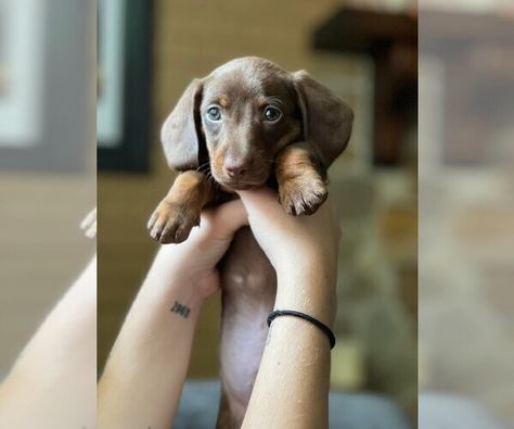 Piebald Dachshund, Puppy Socialization, Red Dachshund, Litter Of Puppies, Baby Dachshund, Dachshund Puppies For Sale, 2 Months Old, Dachshund Puppy Miniature, Miniature Dachshunds