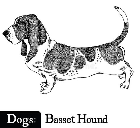 Dogs Sketch style Basset Hound. Hand drawing vector illustration Dogs Sketch, Basset Puppies, Puppy Drawing, Illustration Tattoo, Dog Sketch, Drawing Vector, About Dogs, Sketch Style, Viking Art