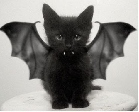 Black Cat Aesthetic, Vampire Cat, Black Kitten, Cute Black Cats, Silly Animals, Cat Costumes, Cat Aesthetic, Pet Costumes, Cute Kittens