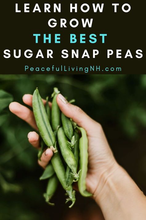 A hand holding a bunch of freshly picked sugar snap peas. Sugar Snap Peas Growing, Snap Peas Garden, Make Compost, Crunchy Vegetables, I Am Growing, Pea Plant, When To Plant Vegetables, How To Grow Vegetables, How To Make Compost