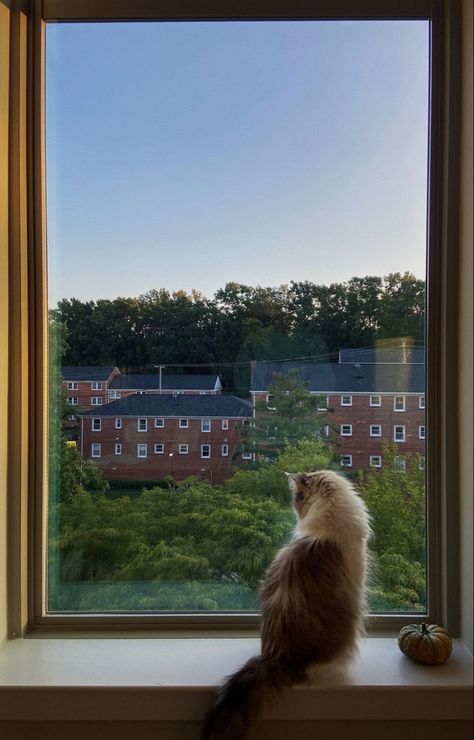 Cat Sitting In Window Drawing, Cat On A Window Sill Drawing, Future Therapist, Cat On Windowsill, Looking Out Window, Cat On A Window Sill, Cat Sitting On Window Sill, Cat Looking Out Window Painting, Cat Looking Out Window