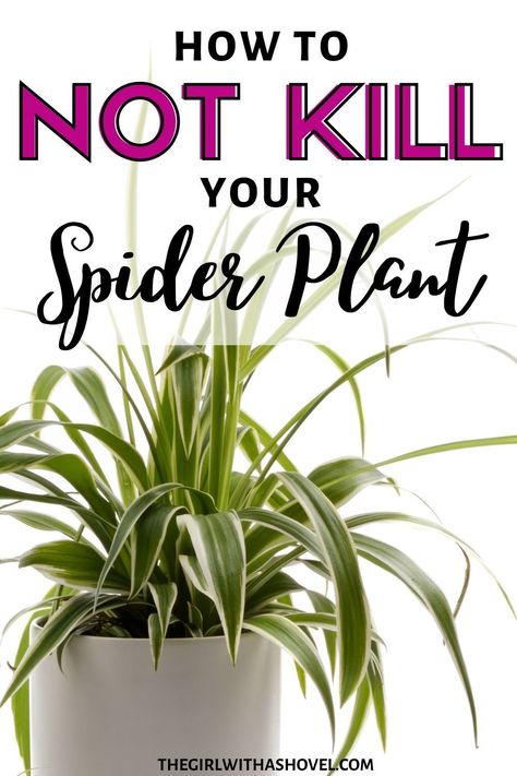 Spider Plant Care Indoor, Hanging Spider Plant, Spider Plant Indoor, Ikea Greenhouse, Spider Plant Care, Indoor Plant Care Guide, Easy Indoor Plants, Plant Notes, Snake Plant Care