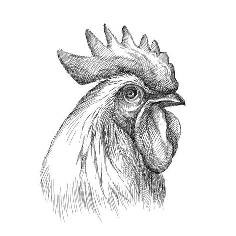 Head Profile, Printmaking Projects, Chicken Drawing, Chicken Pictures, Pencil Drawings For Beginners, Pencil Drawings Of Animals, Engraving Illustration, Pencil Drawings Easy, Basic Drawing