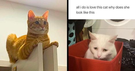 Tell my cats it's not Christmas, I dare you Ridiculous Haircuts, Cheezburger Cat, Christmas World, Cat Signs, Animal Photos, Weird Animals, Animal Photo, Happy Fathers Day, Cat Memes