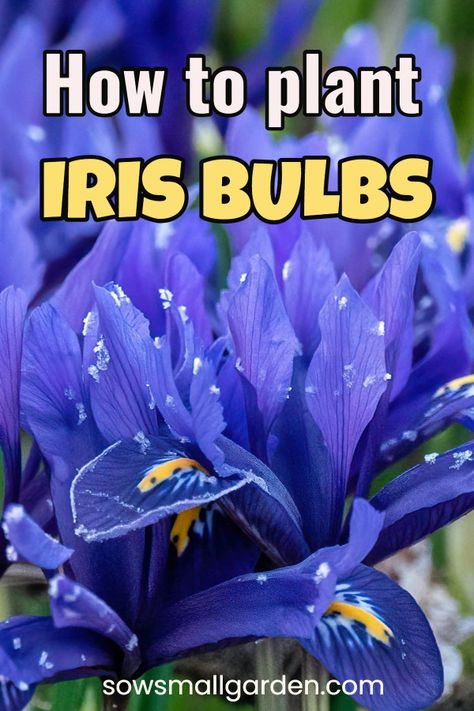 Replanting Iris Bulbs, How To Plant Iris Bulbs, When To Plant Iris Bulbs, Planting Iris Bulbs, Plant Iris Bulbs, Planting Iris, Iris Flowers Garden, Iris Bulbs, Bike Planter