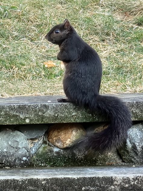 Beautiful black squirrel in my yard every day 💕 Black Squirrel, Tail Feathers, Body Mods, Squirrels, Scales, Feathers, Every Day, Sketch, Yard