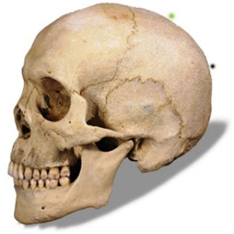 skull profile - Google Search: Skull Profile, Human Skull Drawing, Head Proportions, Real Human Skull, Skull Reference, Bone Fracture, Wood Pipe, Human Skeleton, Skull Drawing