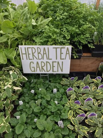 If you are looking to spend more time outside connecting to nature--growing herbs is a great place to start, and the benefits of gardening are plenty! The health of our bodies not only come from what we put into them, but also from what we experience around us.Healing gardens are gaining in popularity, as the advantage Herbal Tea Garden, Herbs To Grow, Funny Vine, Terrasse Design, Benefits Of Gardening, Healing Garden, Herb Tea, Olive Garden, Tea Garden