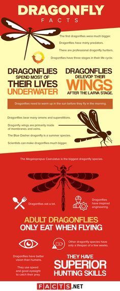 Dragonfly Facts, Insect Project, Types Of Dragonflies, Dragonfly Quotes, Butterfly Facts, Backyard Birds Sanctuary, Dragonfly Photos, Dragonfly Larvae, Damselflies