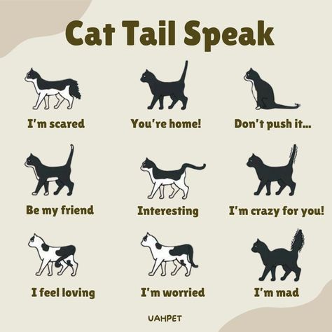 Ever wondered what your cat is trying to tell you? It's all in the tail! Cat Tail Meaning, Cuddle Corner, Kitty Care, Animal Tips, Cat Behaviour, Pet Party, Animal Spirit Guide, Best Cat Food, Cat Whisperer