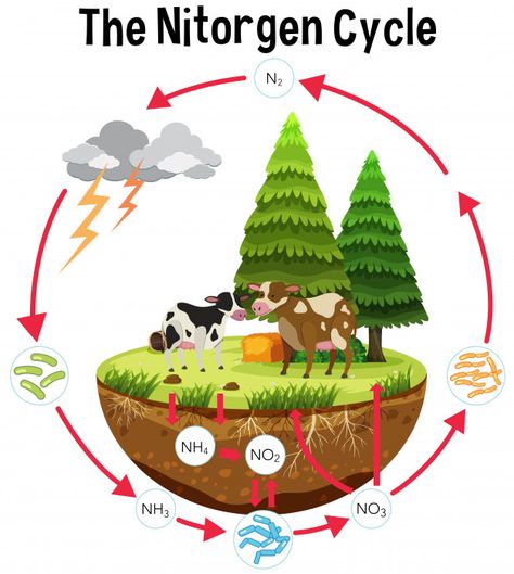 A science poster of nitrogen cycle Premi... | Premium Vector #Freepik #vector #poster The Nitrogen Cycle, Nitrogen Cycle Model, Nitrogen Cycle Project, Cycle Illustration, Nutrient Cycle, Poster Science, Study Craft, Nitrogen Fixation, Nitrogen Cycle