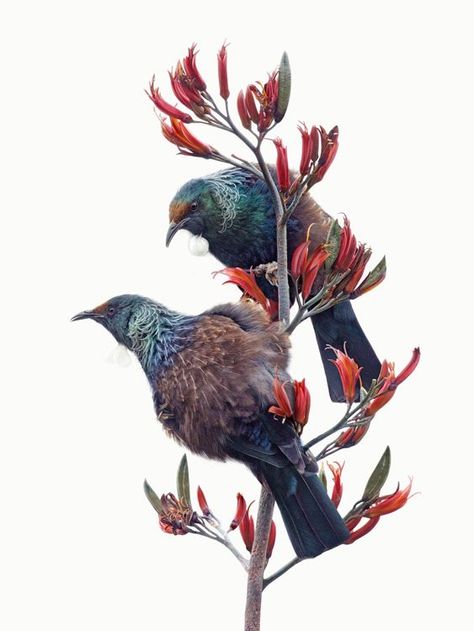 New Zealand Tattoo, Nz Birds, Tui Bird, Black Fence, New Zealand Art, Bird Tattoos, Maori Art, Bird Paintings, Birds Art