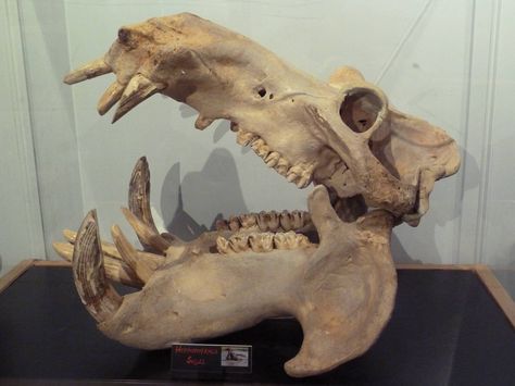 hippo skull Hippo Skeleton, Hippo Skull, Skeleton Reference, Nature Patterns, Skull Reference, Chinese Buddha, Animal Skeletons, Animal Shapes, Vulture Culture