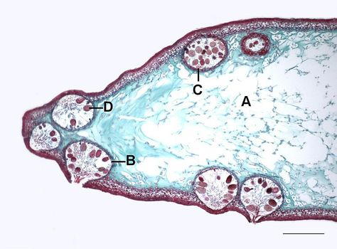 What is the Difference Between Conceptacle and Receptacle in Fucus - Pediaa.Com Ground Tissue, Study Biology, Tissue Types, Cell Division, Structure And Function, Cell Wall, Seed Germination, What Is The Difference Between, Herbaceous Perennials