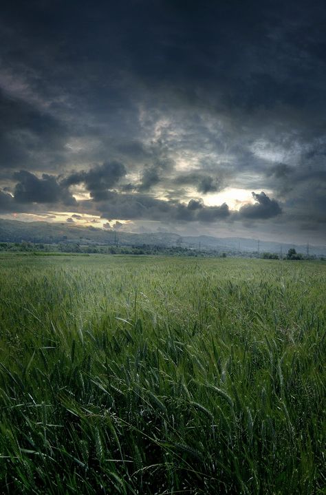 Night Grass Field, Foggy Flower Field, Stormy Field Aesthetic, Foggy Grass Field, Stormy Countryside, Plains Landscape, Windy Grass Field, Grass Field, Pretty Landscapes