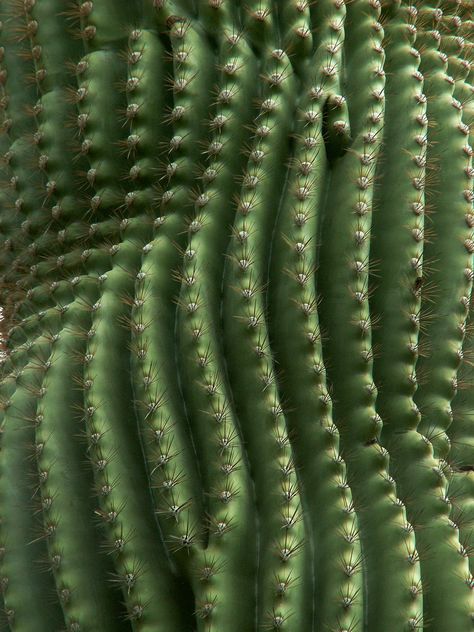 Beauty Fotografie, Macro Photography Tips, Motifs Organiques, Photowall Ideas, Macro Flower, Flower Texture, Texture Inspiration, Texture Photography, Green Cactus