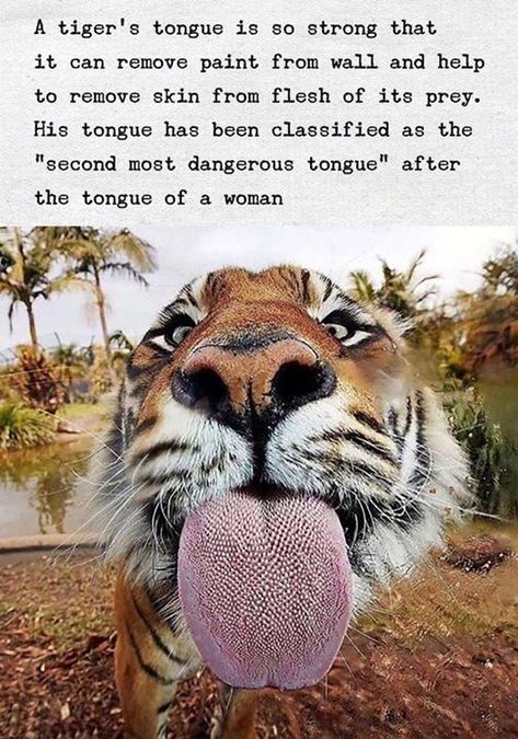 Tiger Tongue, Tiger Quotes, Tiger Species, Wierd Facts, Remove Paint, Unusual Facts, Fox Dog, Funny Memes About Girls, What The Hell